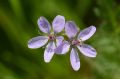 Erodium cicutarium